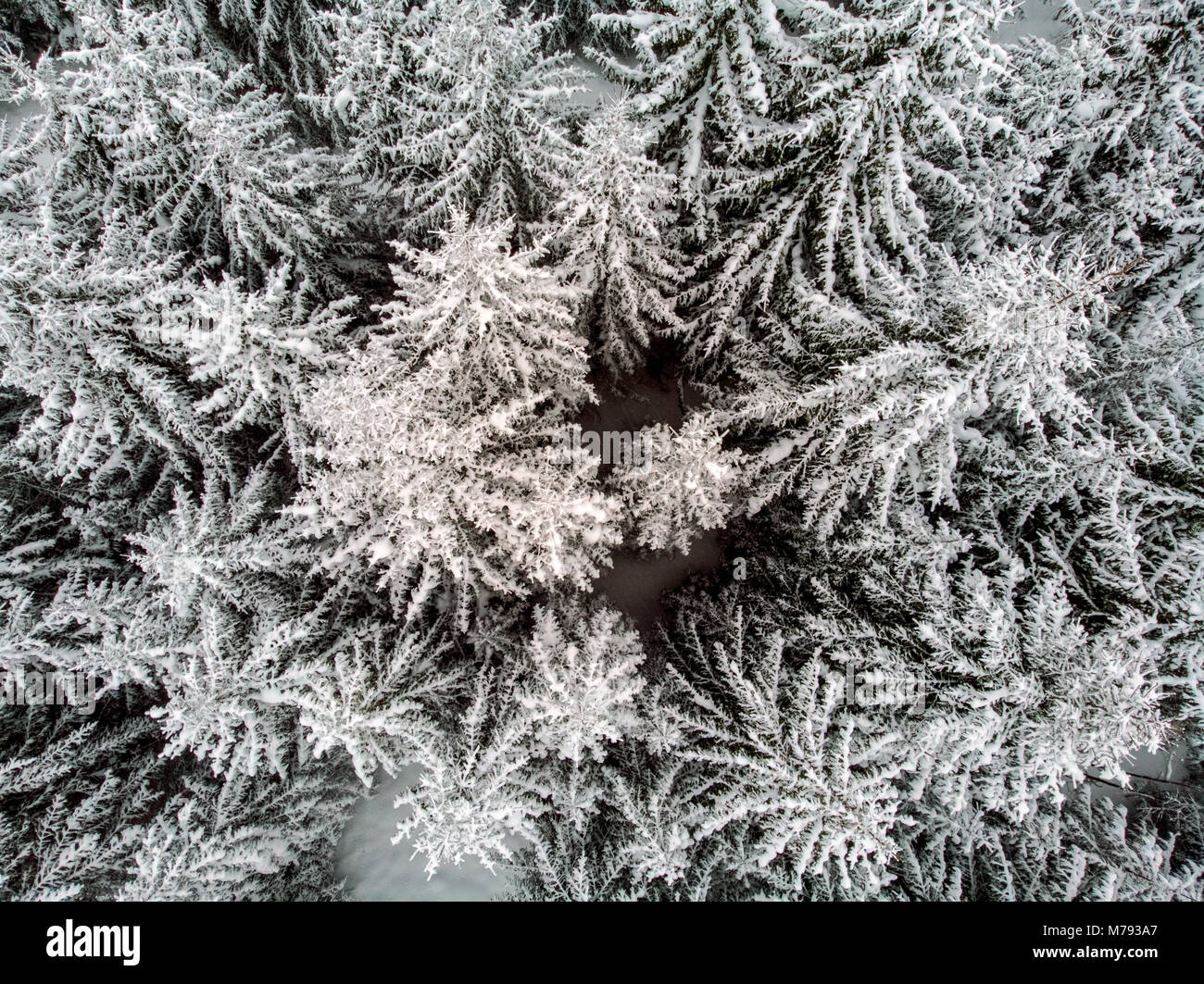 A white blanket over the landscape and snow sprinkled on the trees