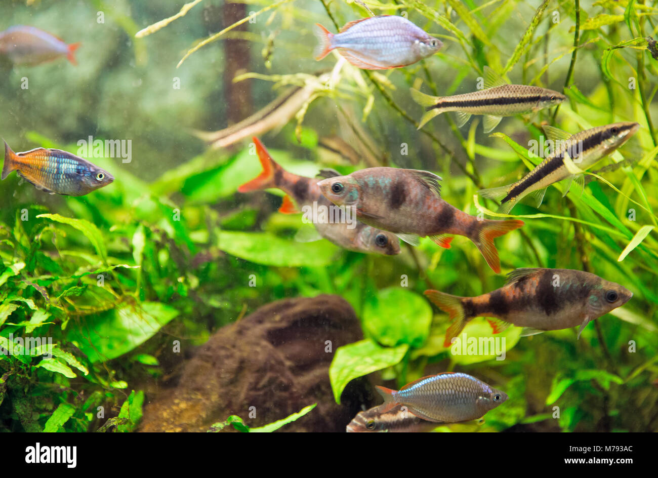 decorative aquarium colourfull fishes and water plants in deep water Stock Photo
