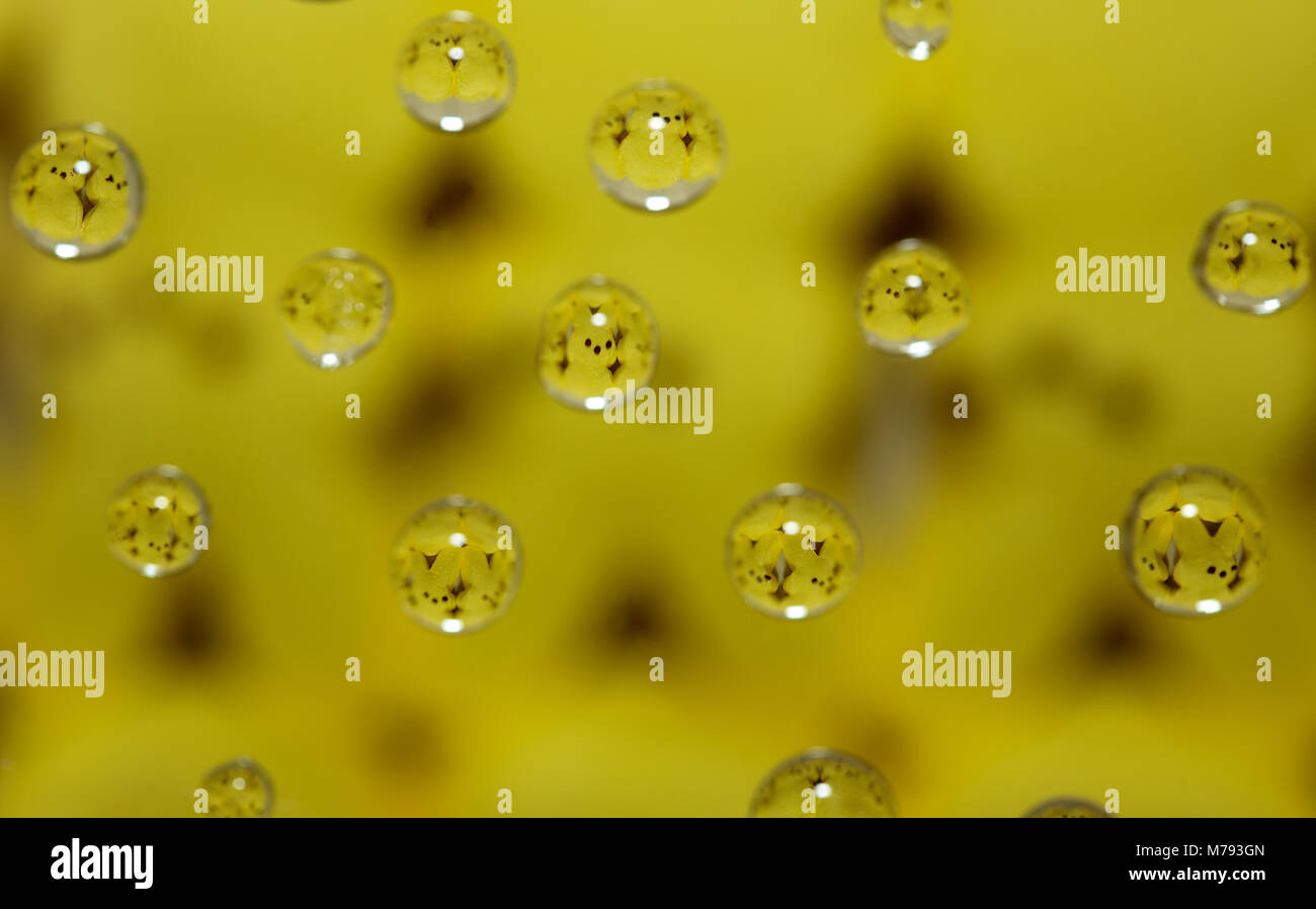 Closeup of marshmallow peep Easter candy reflected in drops of water on a blurred background Stock Photo