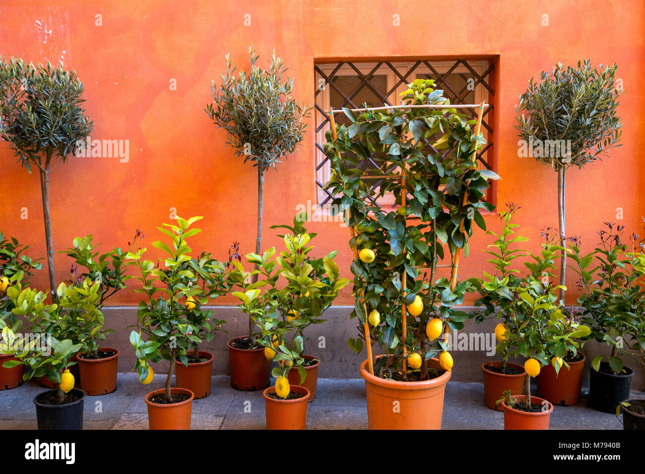 Lemon Tree For Sale