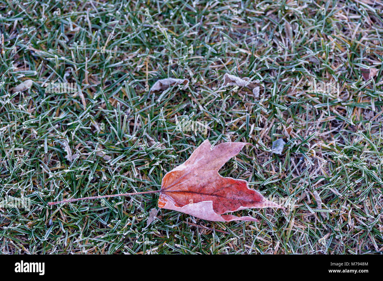 Fallen maple leaf covered hi-res stock photography and images - Alamy
