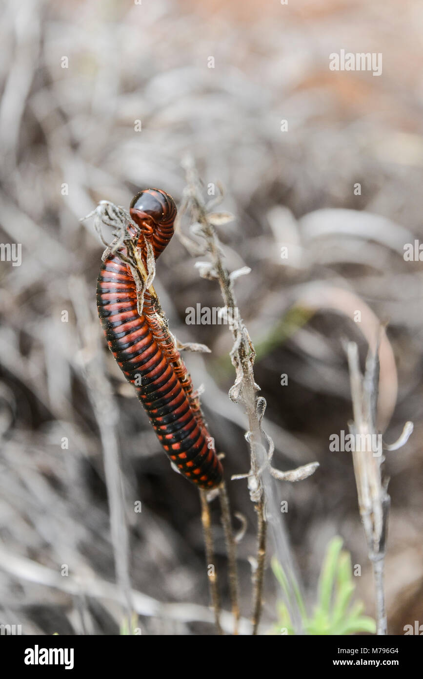 A millipede in South Africa Stock Photo