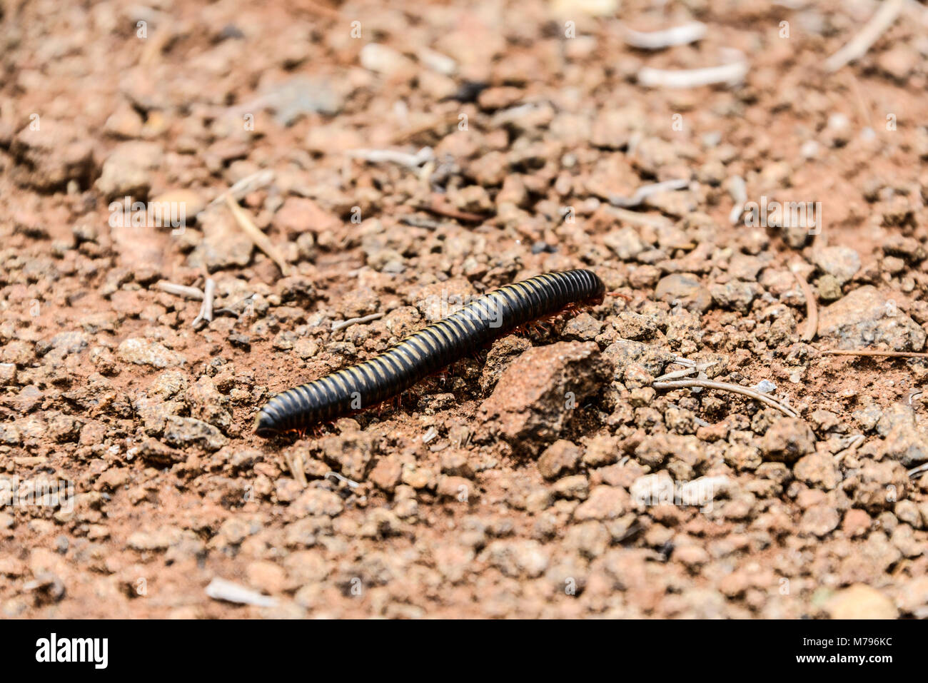 A millipede in South Africa Stock Photo