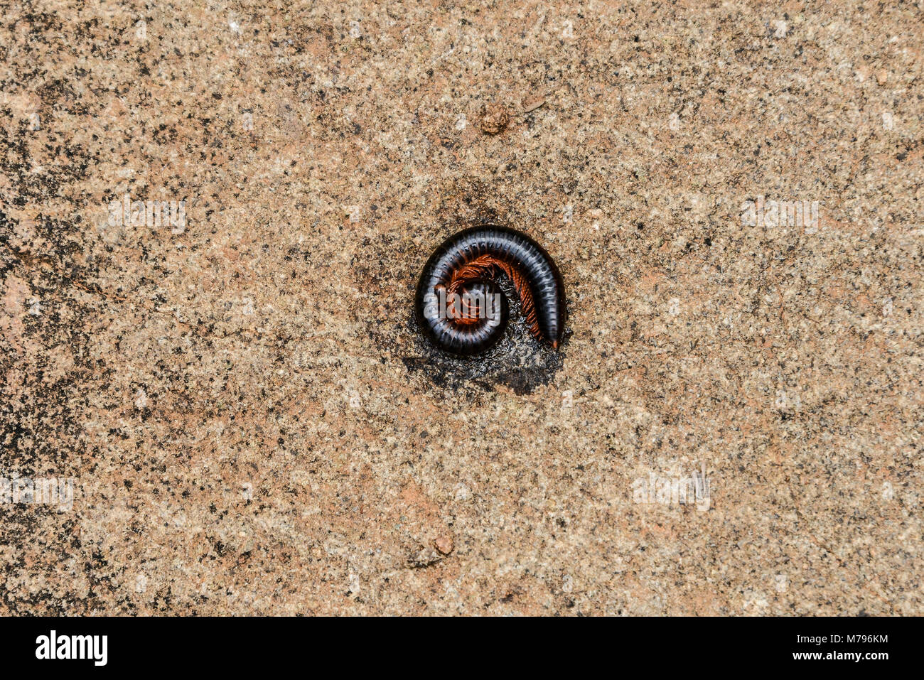 A millipede in South Africa Stock Photo