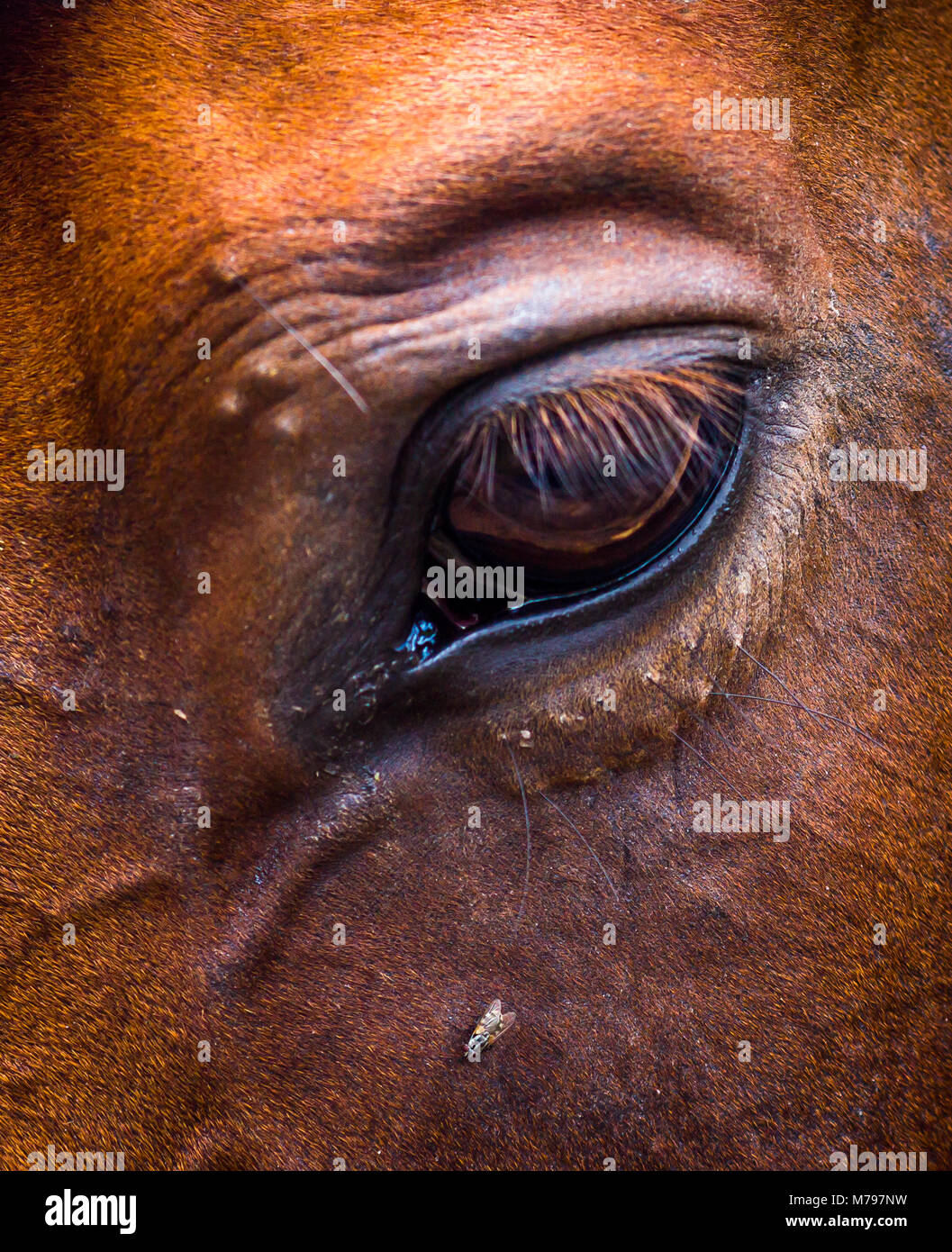 Horse and fly Stock Photo