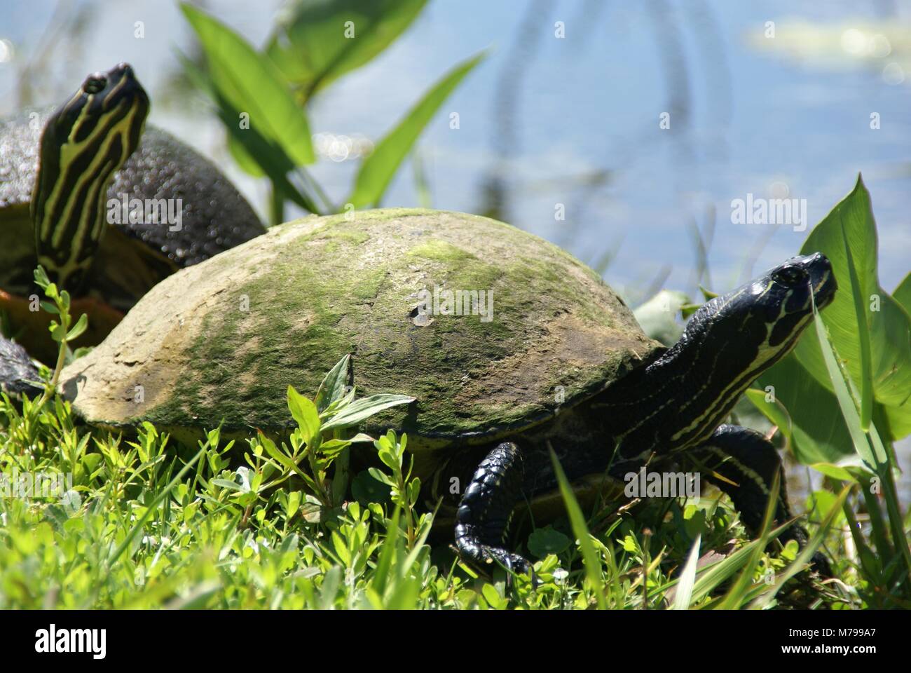 Florida red-bellied cooter or Florida redbelly turtle in everglades florida US Stock Photo