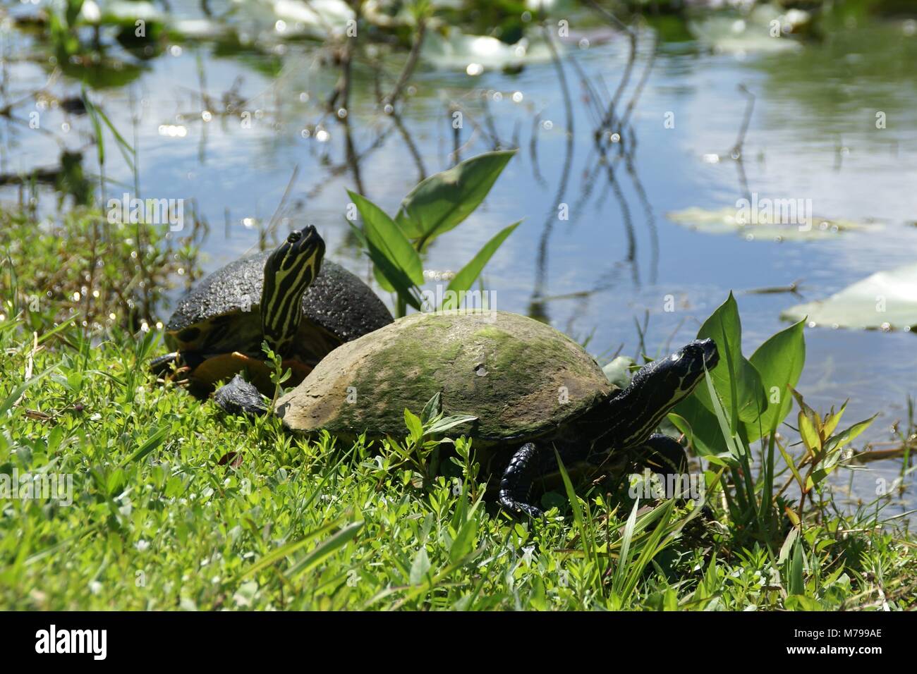 Florida red-bellied cooter or Florida redbelly turtle in everglades florida US Stock Photo