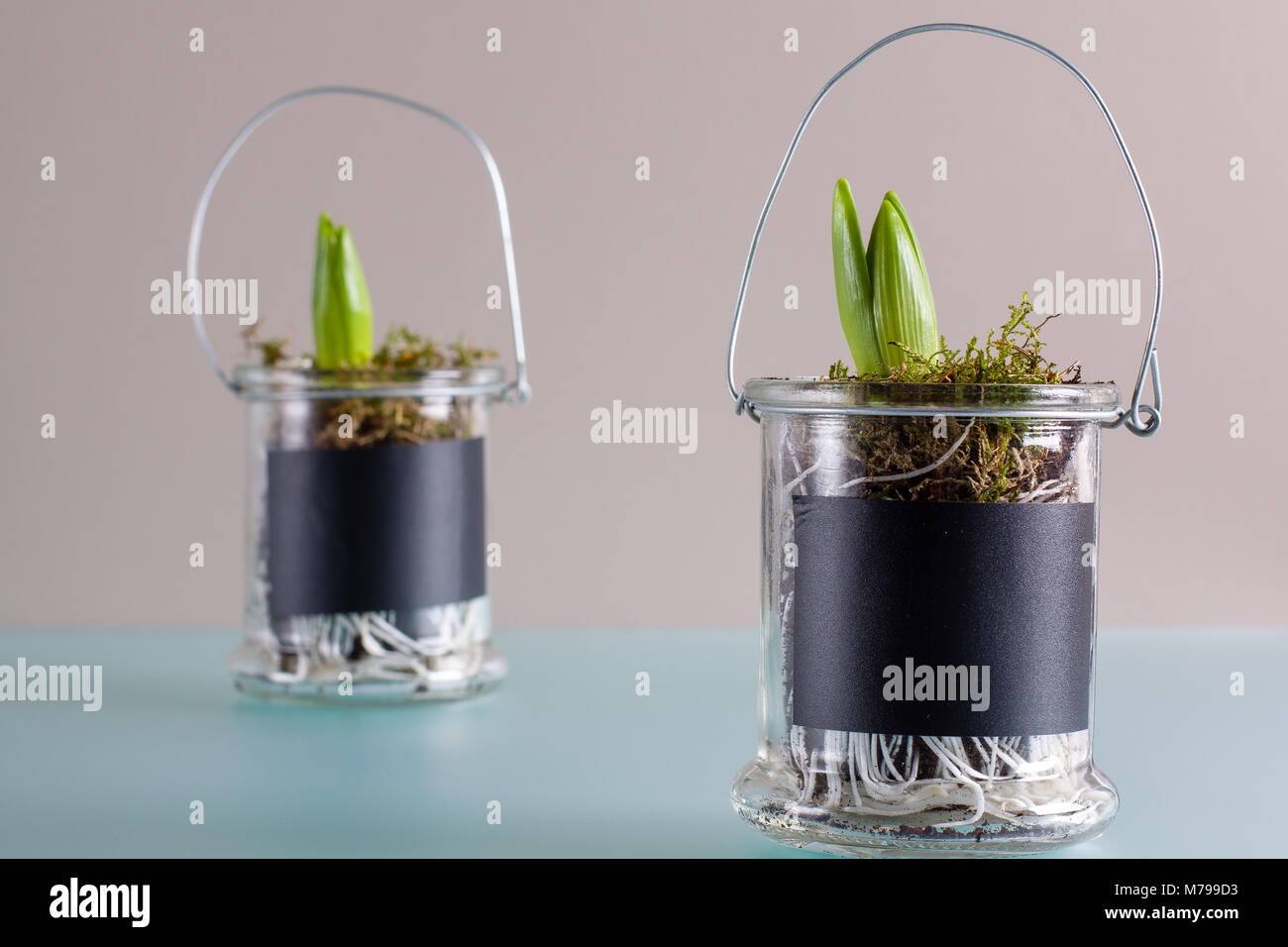 White hyacinth bulb in jar hires stock photography and images Alamy
