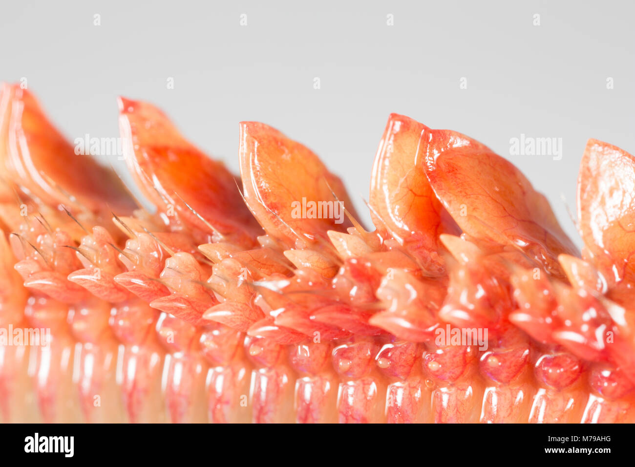 The parapodia and chaetae of a King ragworm, Attila virens which are