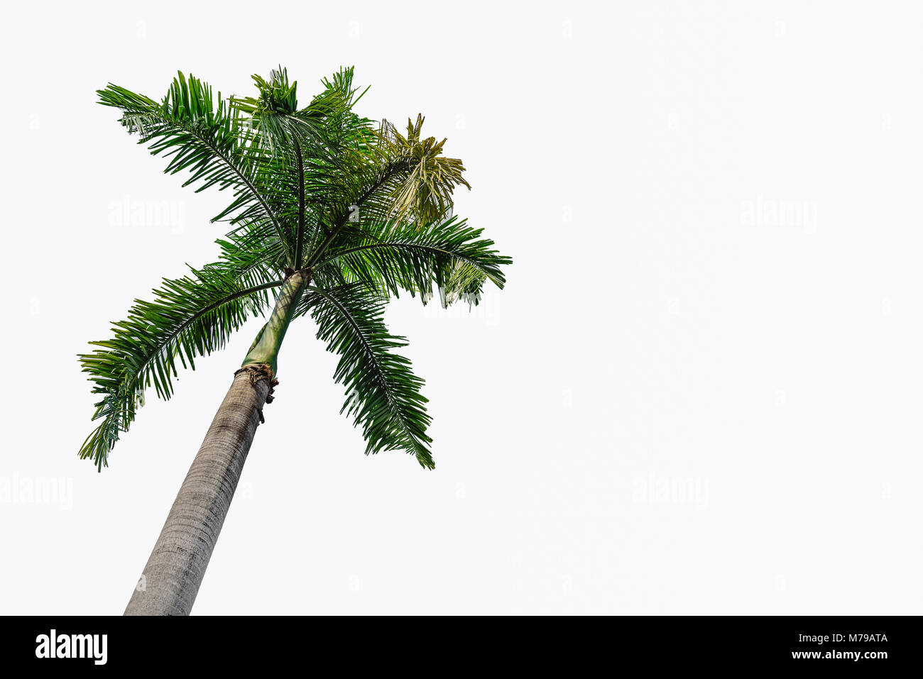 Coconut palm trees isolated on a white background Stock Photo - Alamy