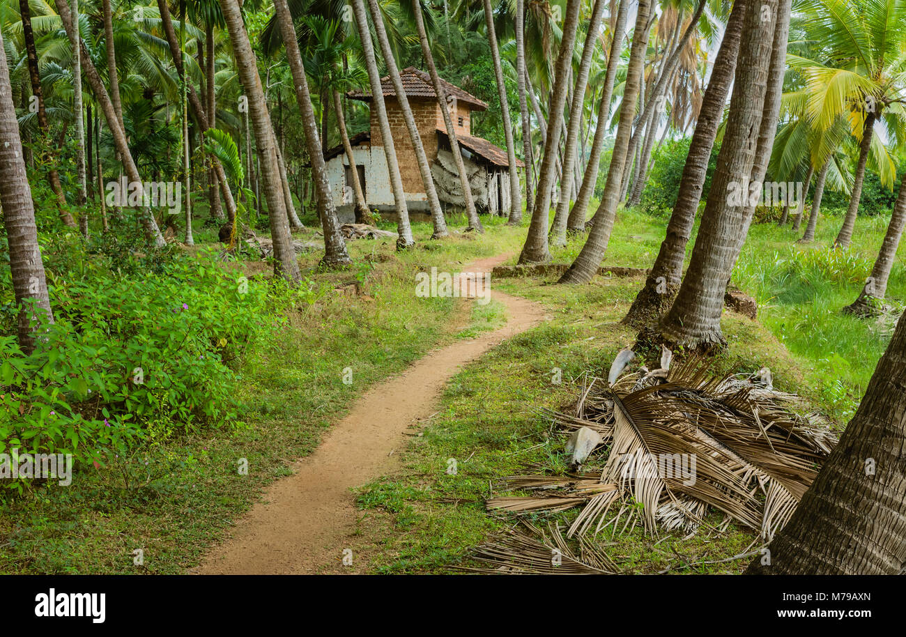 Footpath through coconut plantation with derelict house in distance in monsoon season in Thottada village, Kannur, Kerala, India. Stock Photo