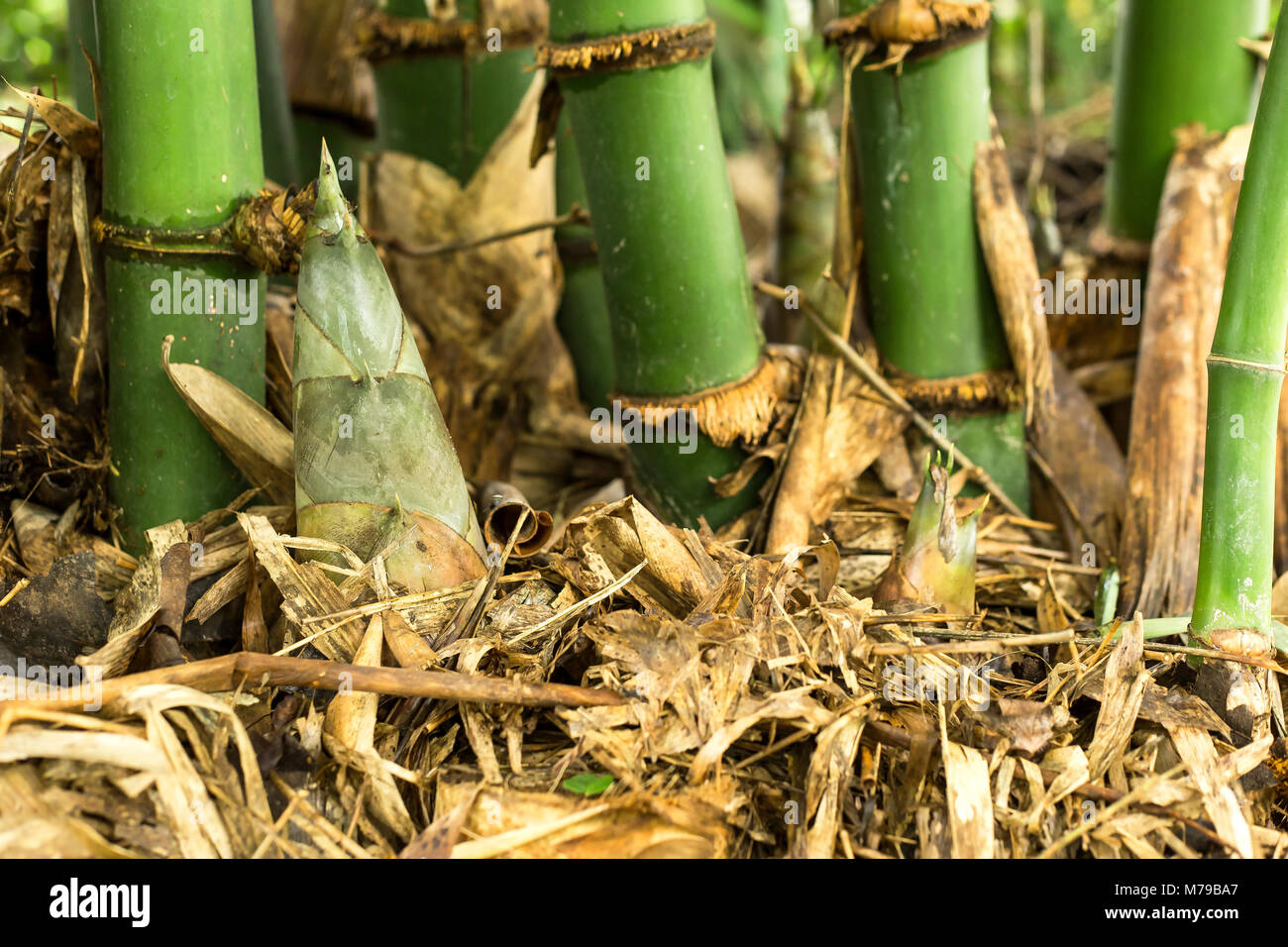 Shoots of bamboo growing up from the ground Stock Photo Alamy