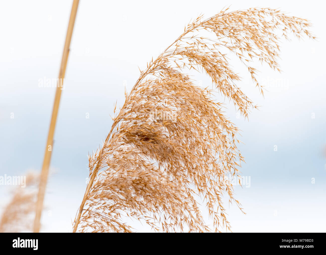 Closeup of dry panicle reed in winter white background Stock Photo - Alamy
