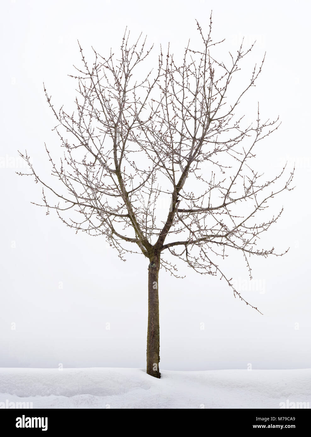 Cherry tree in winter hires stock photography and images Alamy