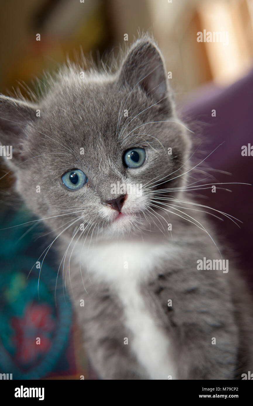 To kittens and one kitten, grey an black/white coloured Stock Photo