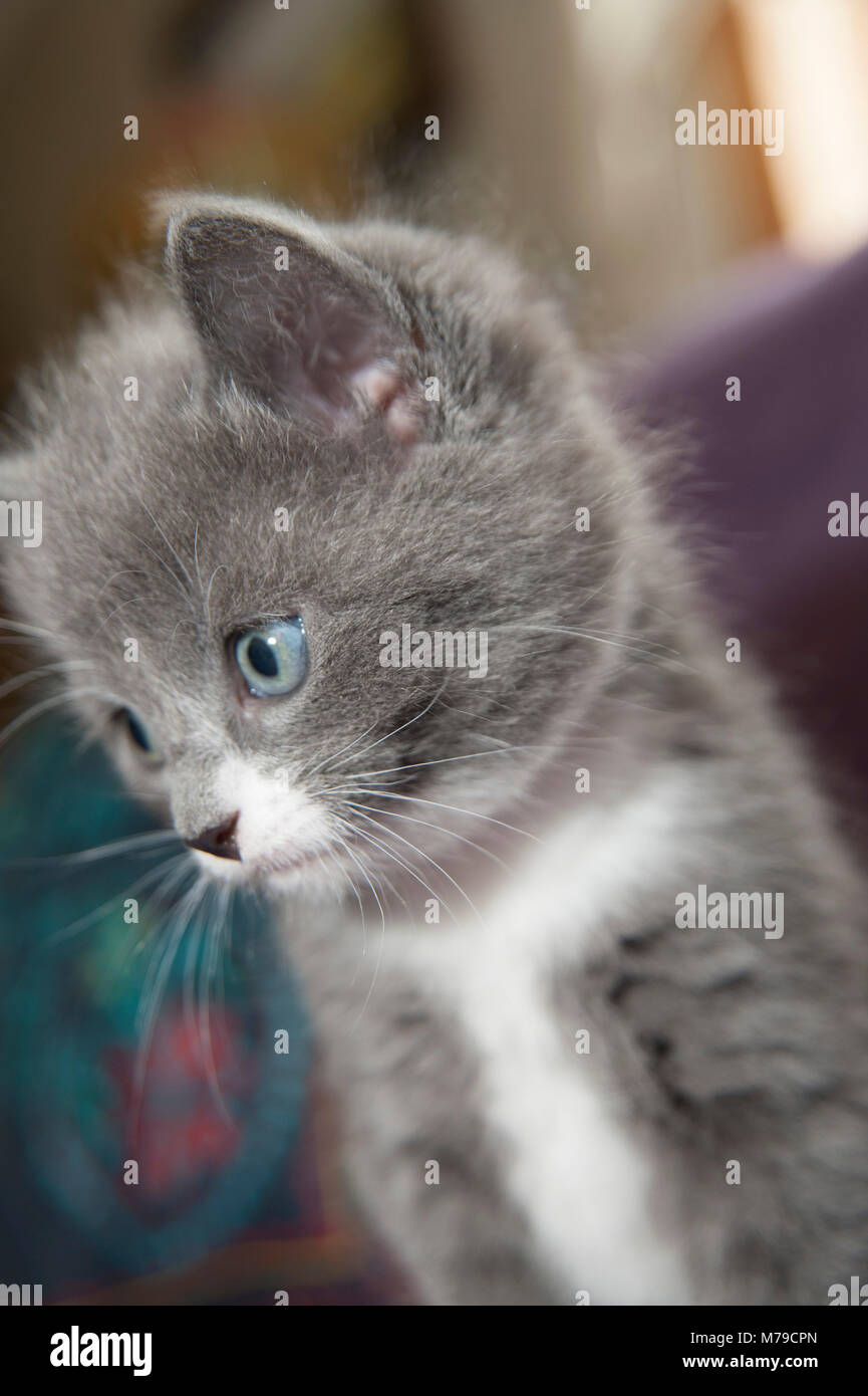 Pictures Of Gray Kittens Adorable Gray Kittens Kittens Photo 41535225