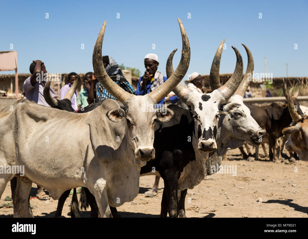 Cows with long horns sold at the market, Afar region, Assayta, Ethiopia Stock Photo