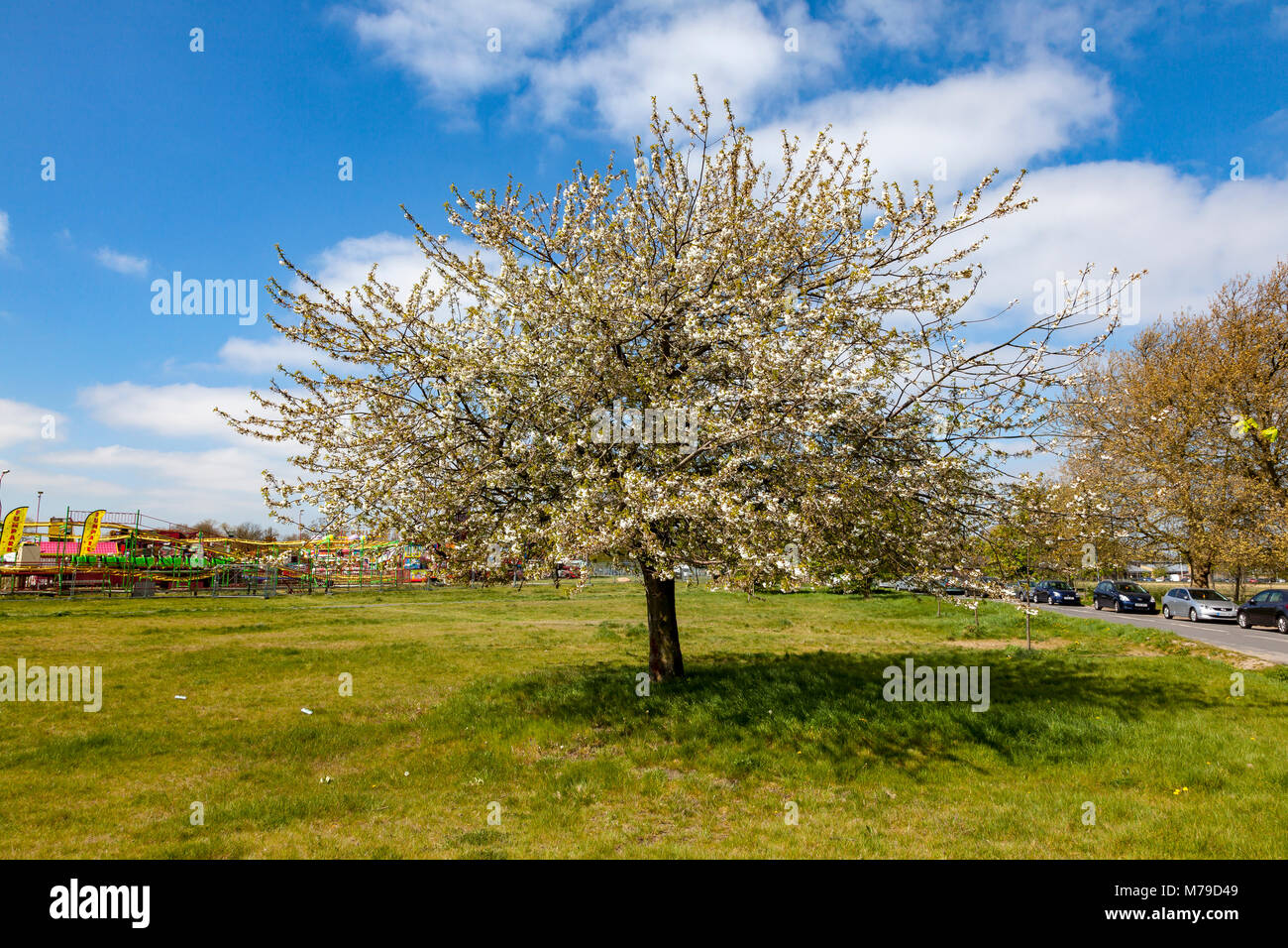 Spring flowering cherry tree and Travelling fairground on Woolwich Common, Woolwich, London, UK Stock Photo