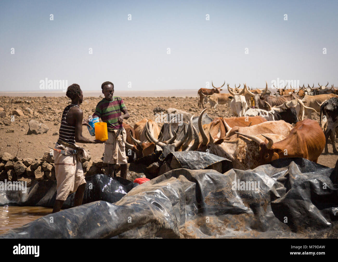 Somali people collecting water in a tank in the desert, Afar region, Yangudi rassa national park, Ethiopia Stock Photo