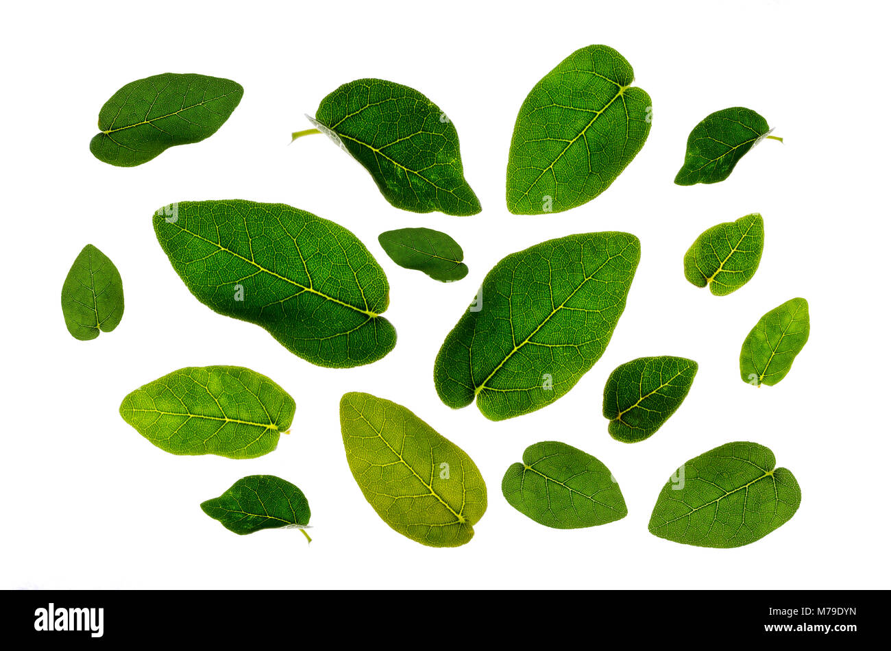 Many green leaves tree Cut Out Stock Images Pictures Alamy