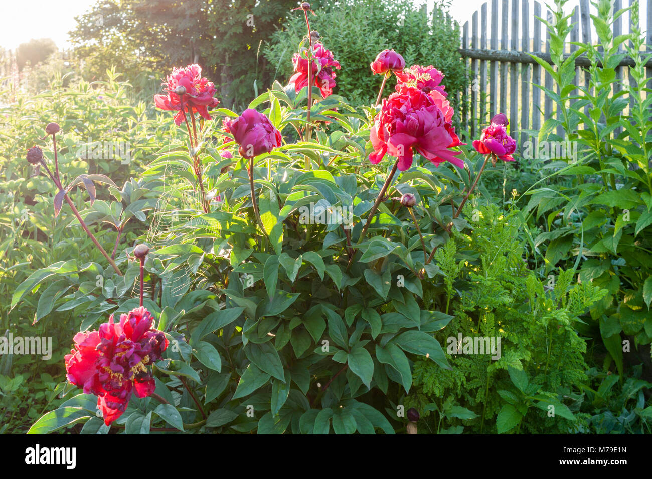 A bush of pink peonies in the summer dawn Stock Photo - Alamy