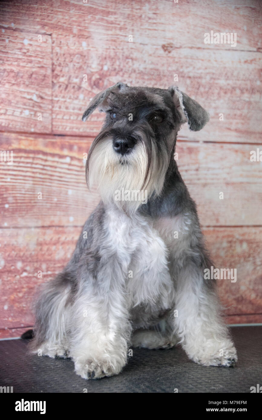 Schnauzer dog portrait Stock Photo