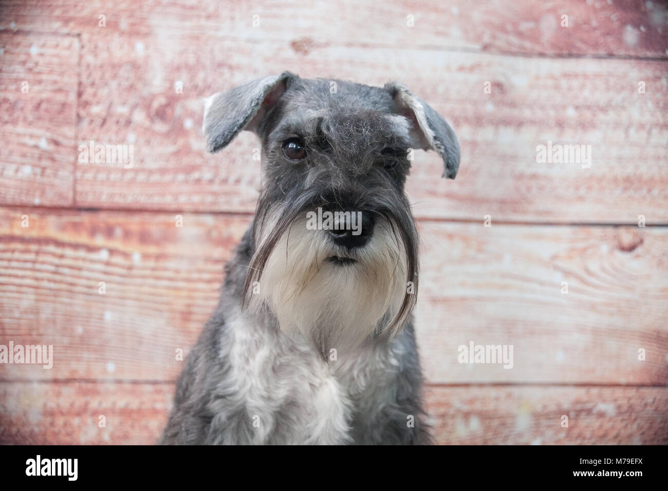 Schnauzer dog portrait Stock Photo