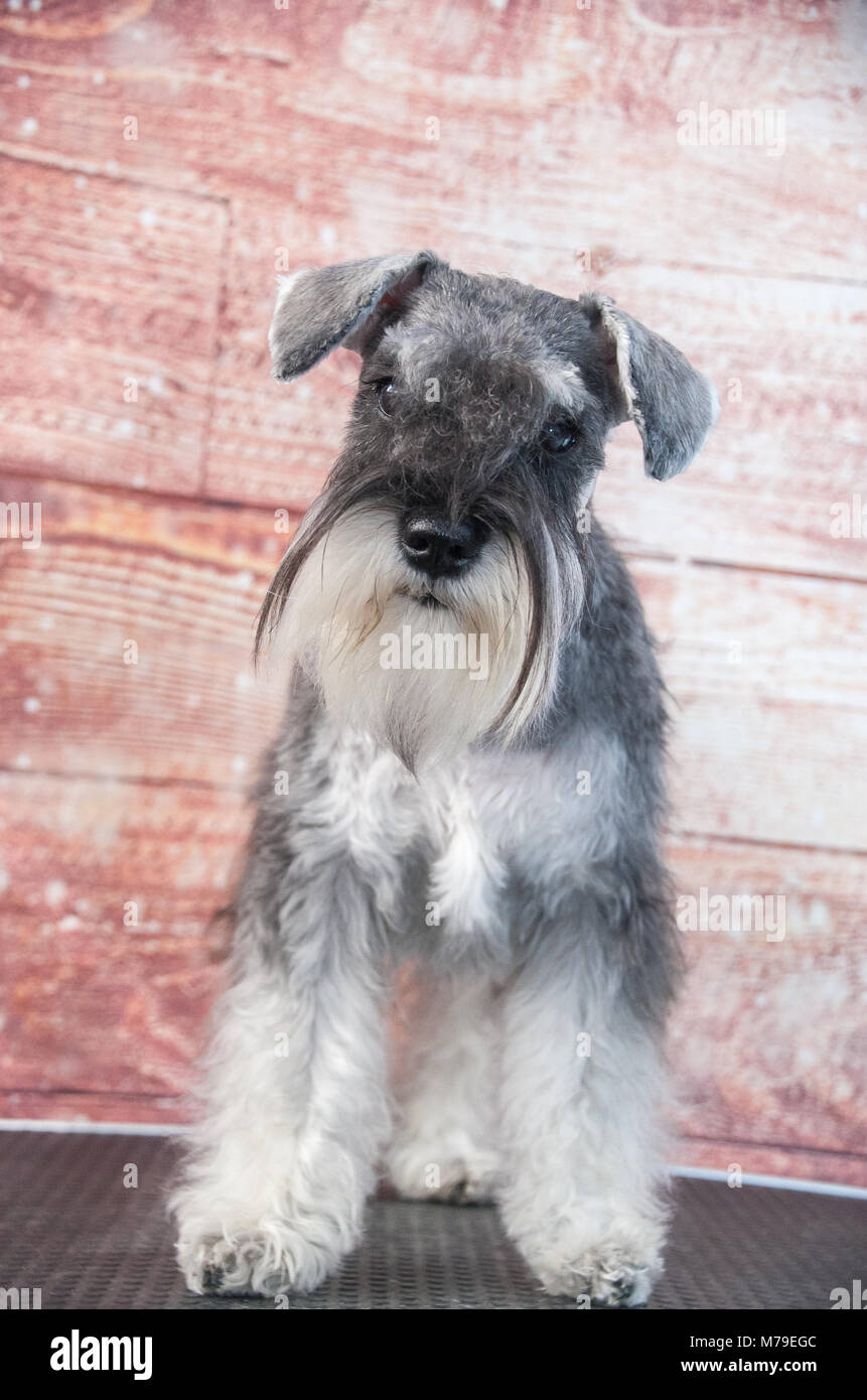 Schnauzer dog portrait Stock Photo