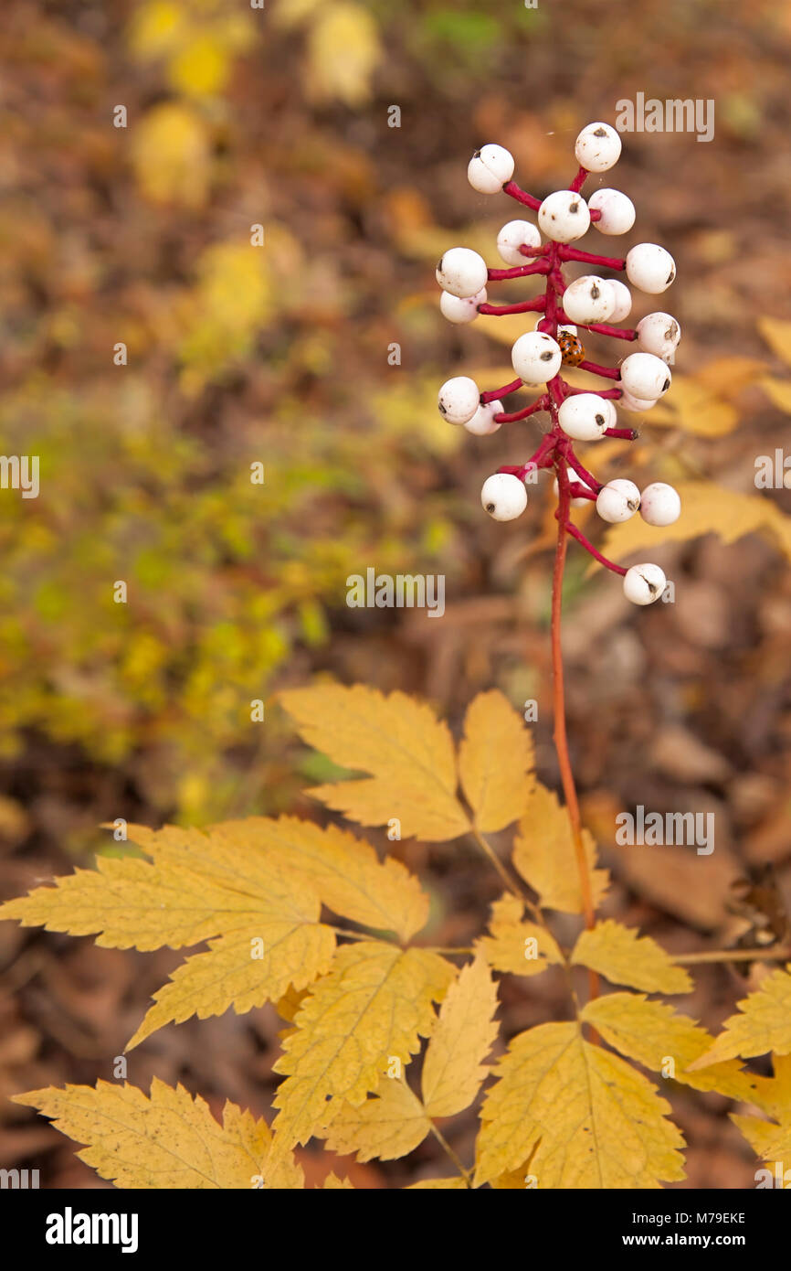 In the loamy moist soils of the autumn forest, the white berries of a baneberry plant rise above its serrated golden leaves. Stock Photo