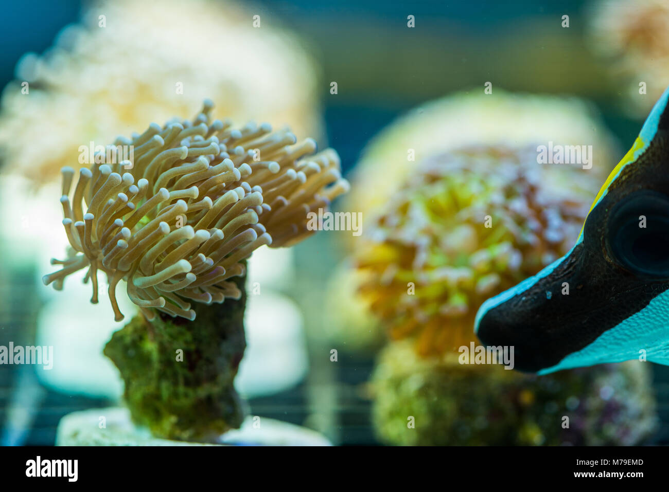 Details of some corals and fish in a marine aquarium Stock Photo