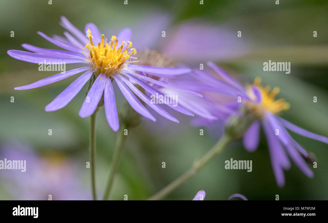 A beautiful Aster Herveyi plant, as seen in the Cambridge Botanical Gardens. Stock Photo