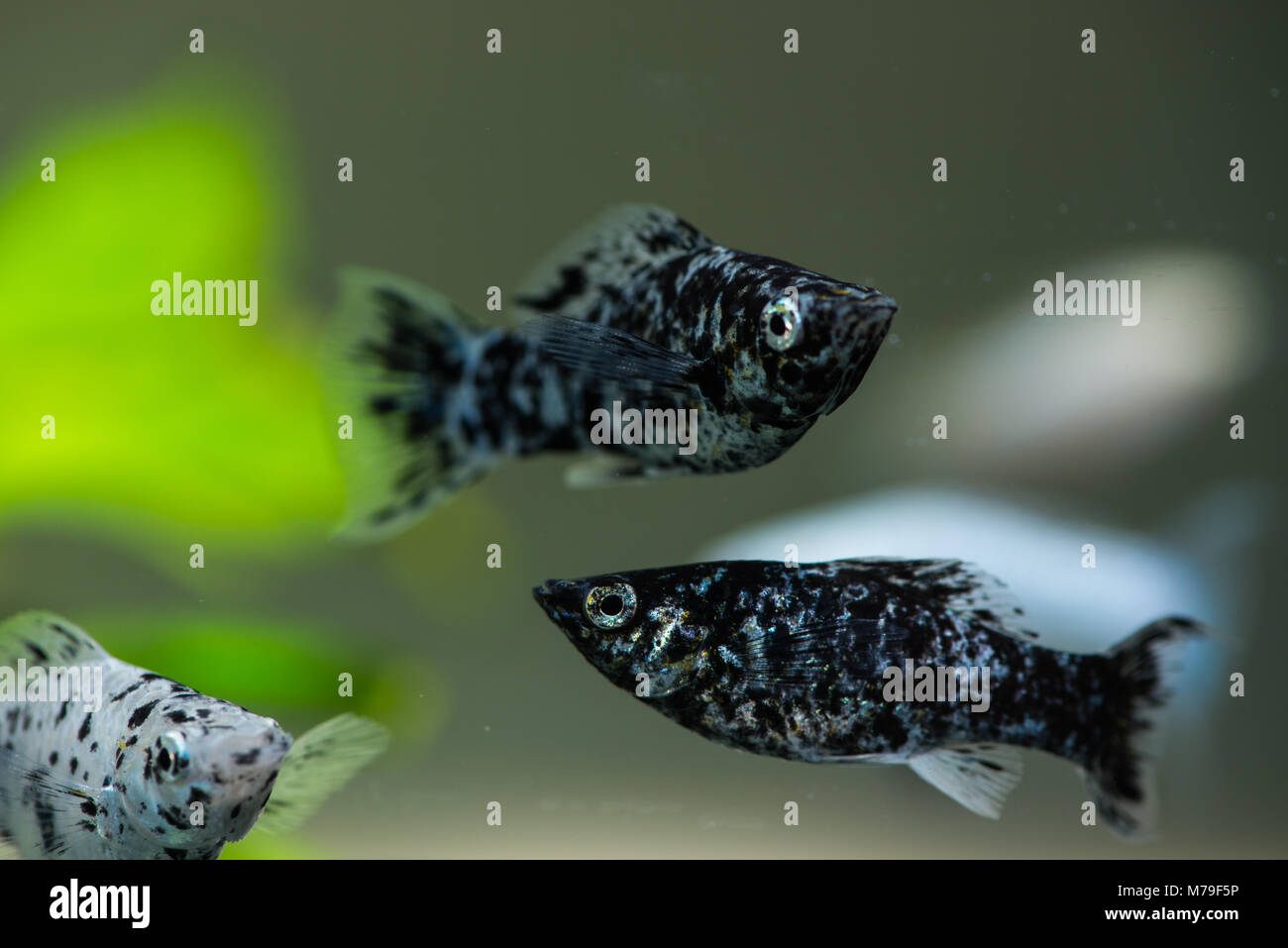 Some fish in a freshwater aquarium. Stock Photo