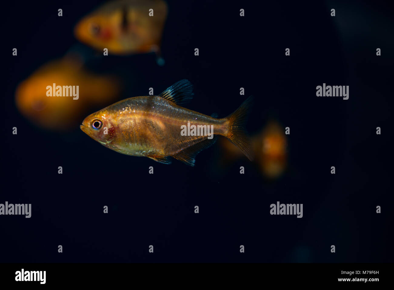 Some fish in a freshwater aquarium. Stock Photo