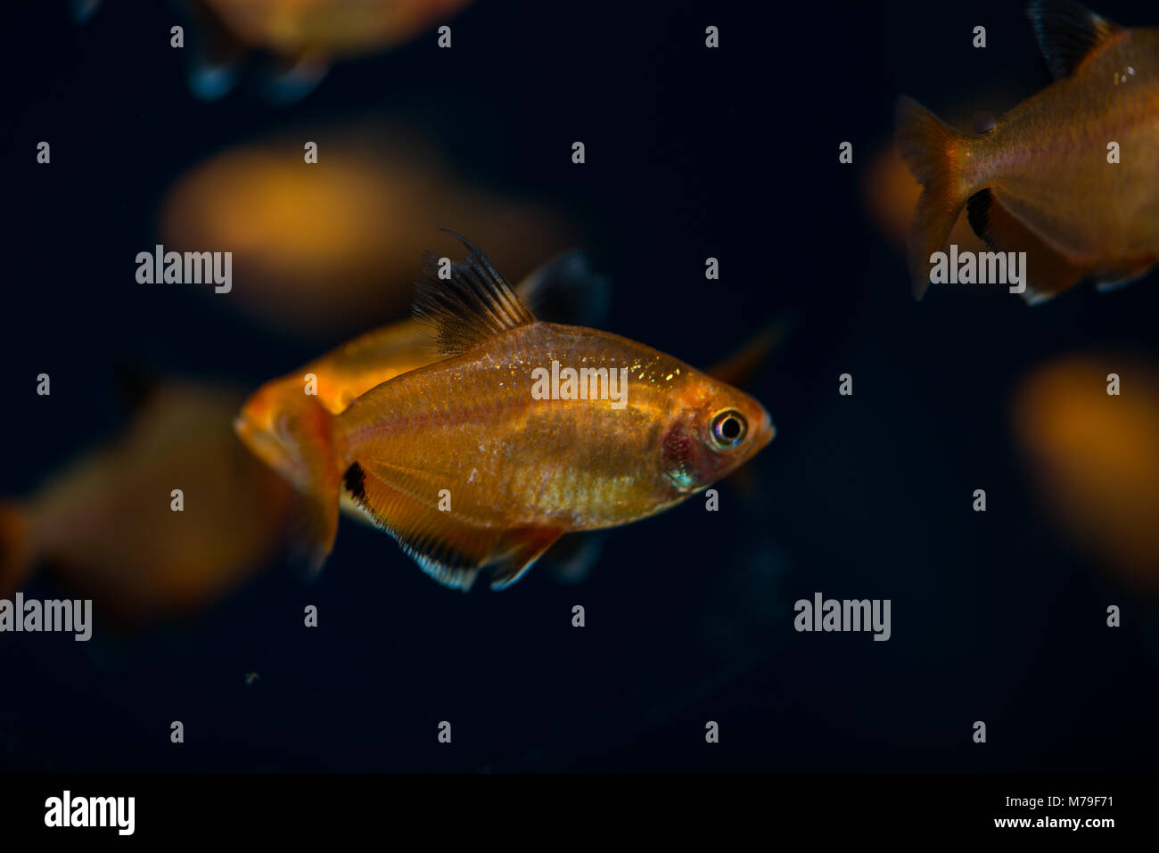 Some fish in a freshwater aquarium. Stock Photo