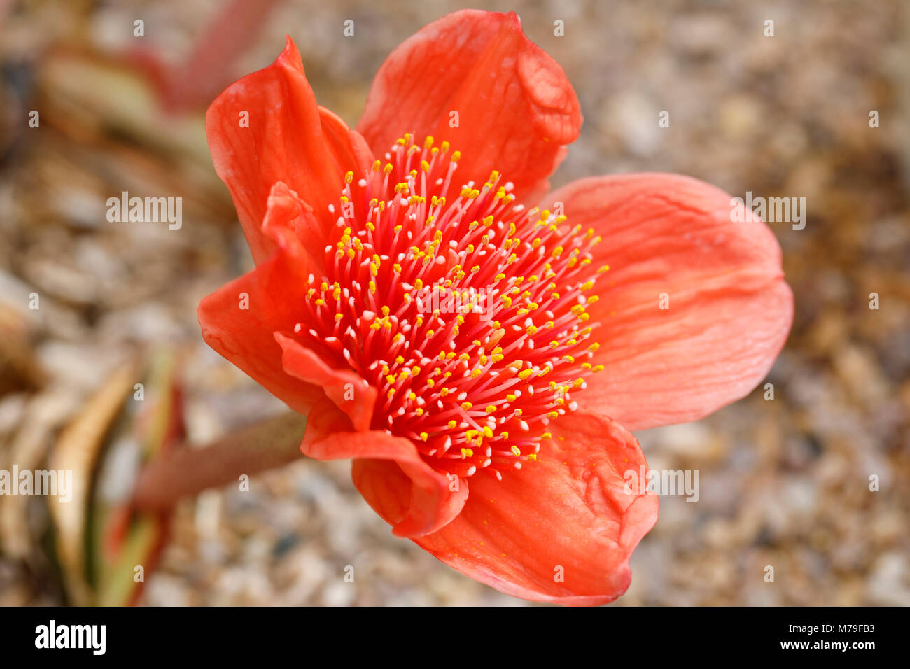 Haemanthus Coccineus (The Blood Flower) Stock Photo