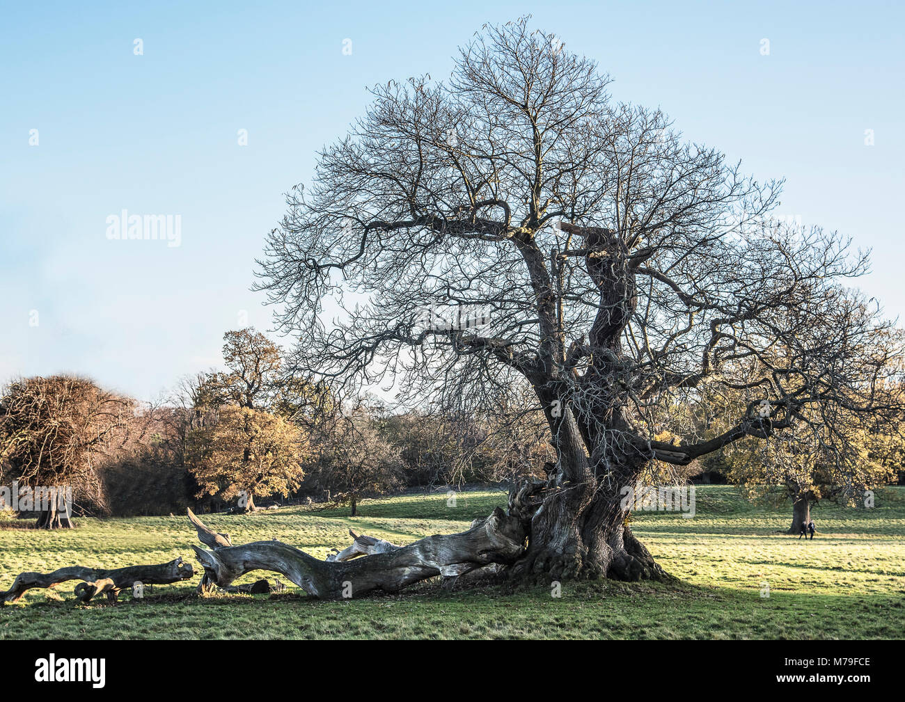 A large old tree with knarled trunk in a field in Yorkshire. England.UK Stock Photo