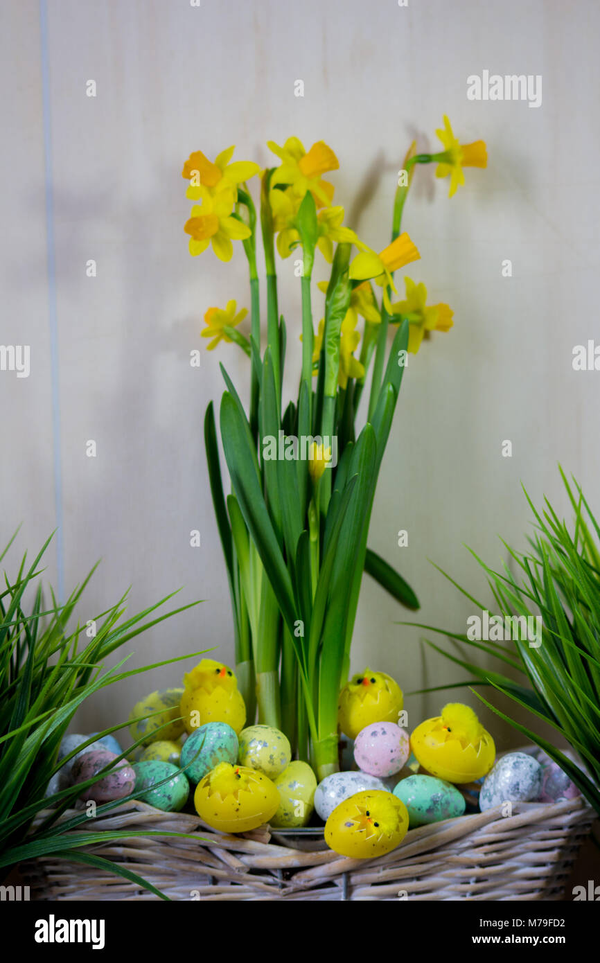 Easter eggs and chick hiding in the grass with daffodil Stock Photo - Alamy