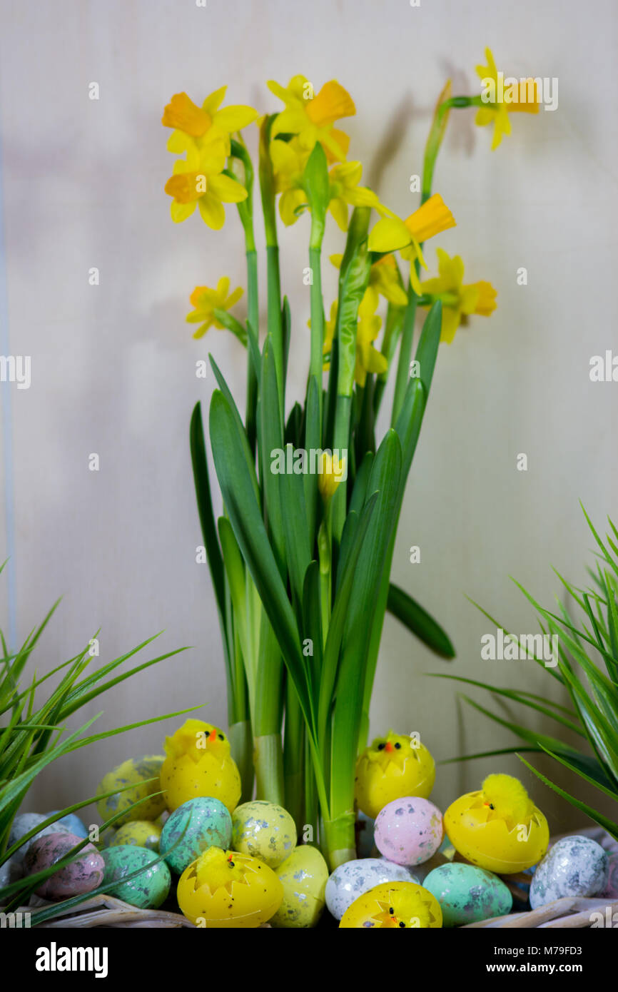 Easter eggs and chick hiding in the grass with daffodil Stock Photo - Alamy