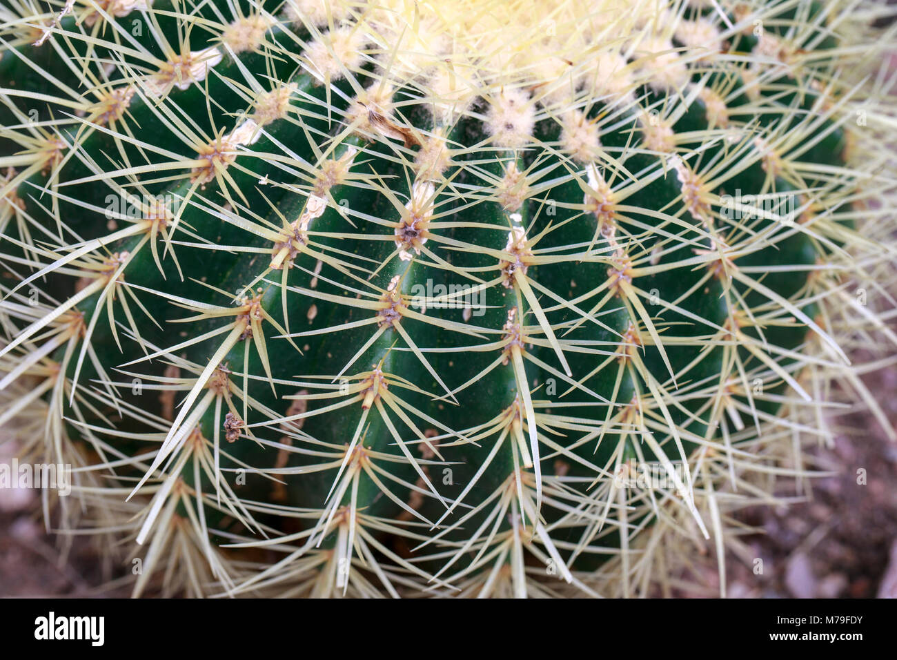Golden Barrel Cactus (Echinocactus grusonii), a species of Cacti originating from Mexico. Stock Photo