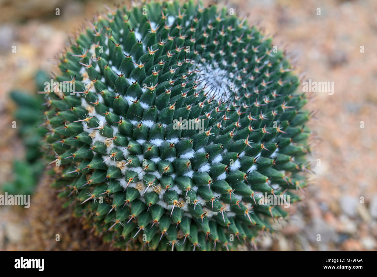 Mammillaria sheldonii hi-res stock photography and images - Alamy