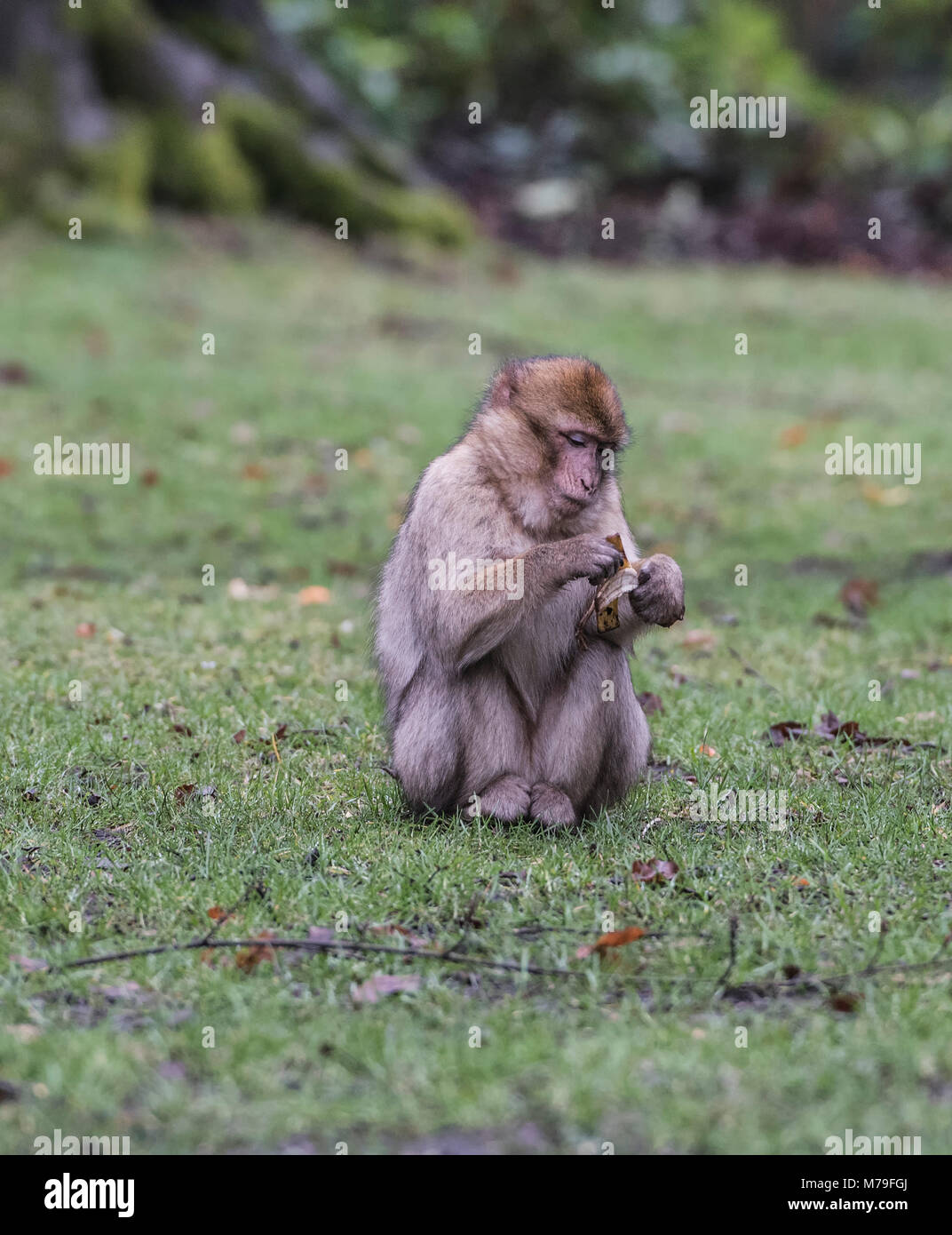 Barbury Macaques monkey {Macaca Sylvanus endangered species on a breeding program in a Staffordshire monkey forest. Staffordshire England UK. Stock Photo