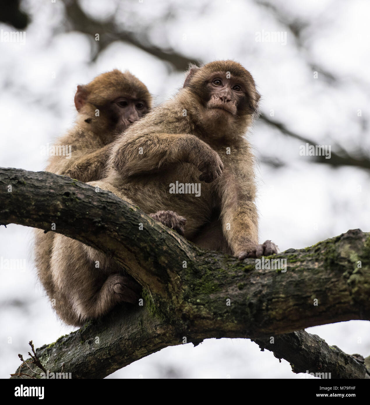 Barbury Macaques monkey {Macaca Sylvanus endangered species on a breeding program in a Staffordshire monkey forest.  Staffordshire EnglandUK. Stock Photo