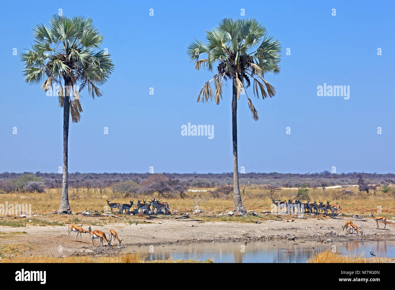 Africa, South-West Africa, Etoscha National Park, springboks, palms, Africa, South-West Africa, Namibia, rest, doze, drink water hole, animals, wild animals, mammals, herbivores, focuses, safari, tourism, sky, blue, Stock Photo