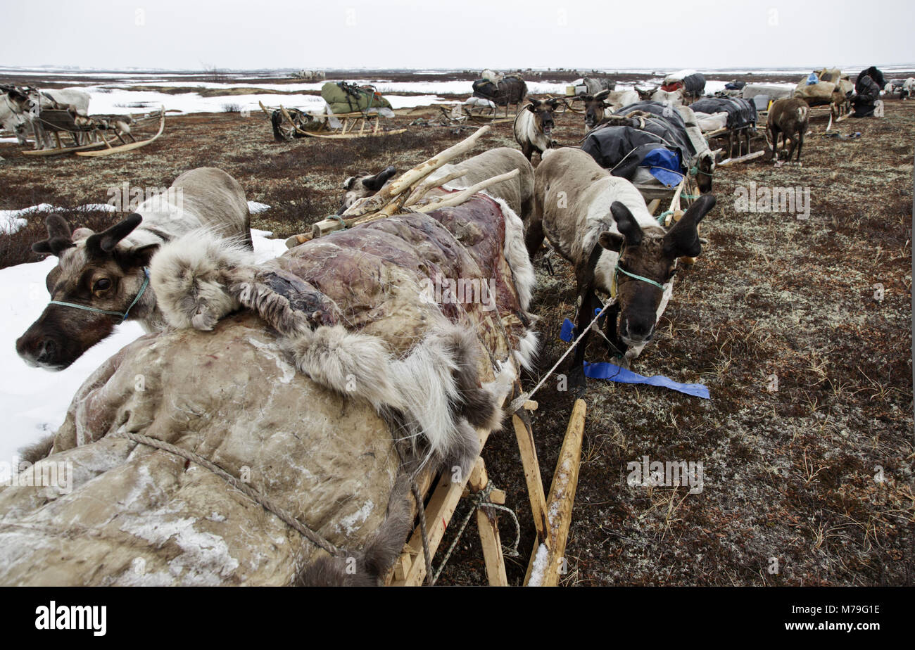 Northern Europe, Russia, Nanya Mar, Nenets, reindeer shepherds, reindeer slide, Stock Photo