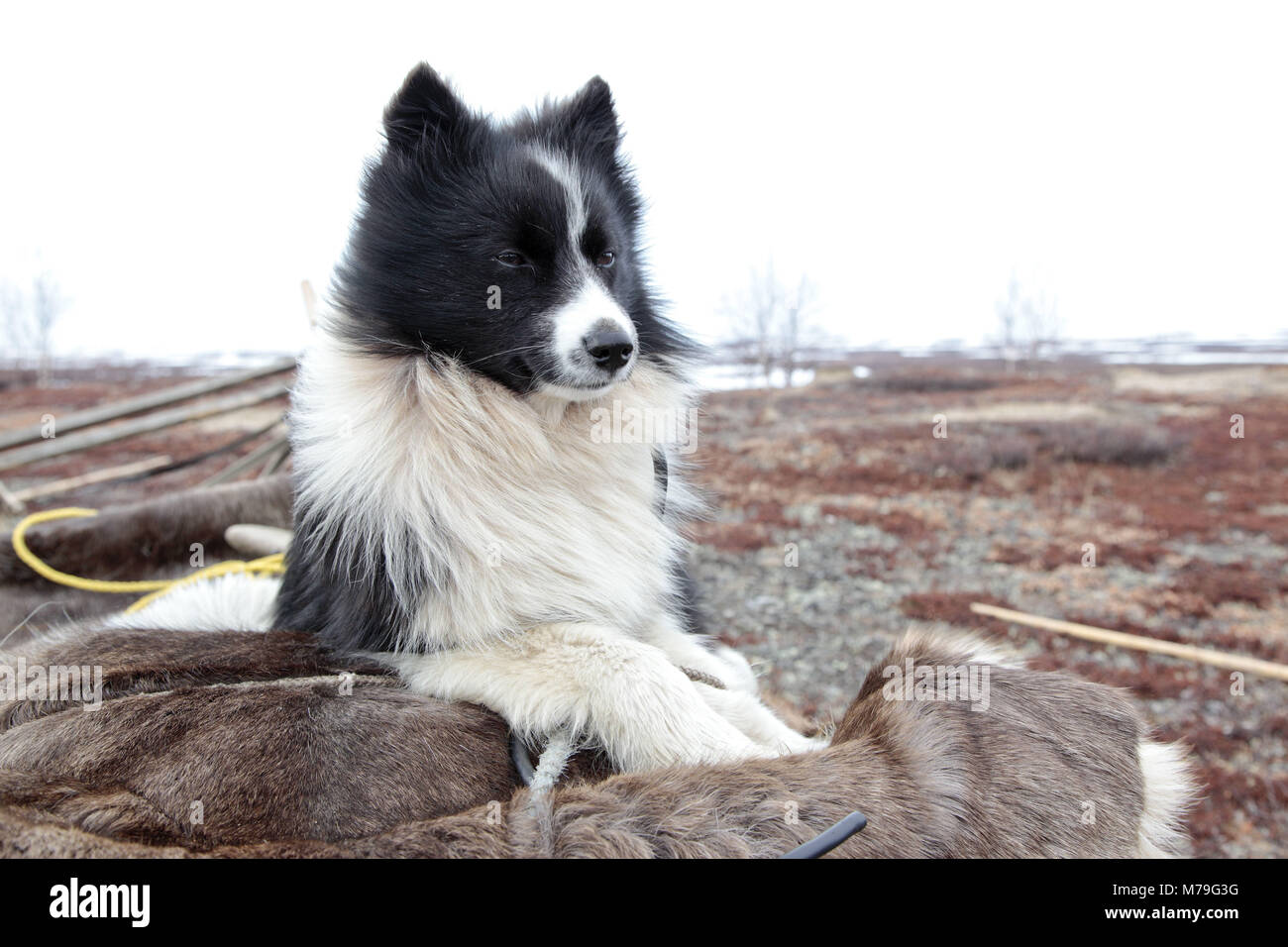 Northern Europe, Russia, Nanyar Mar, Nenets, sheep dog, Stock Photo