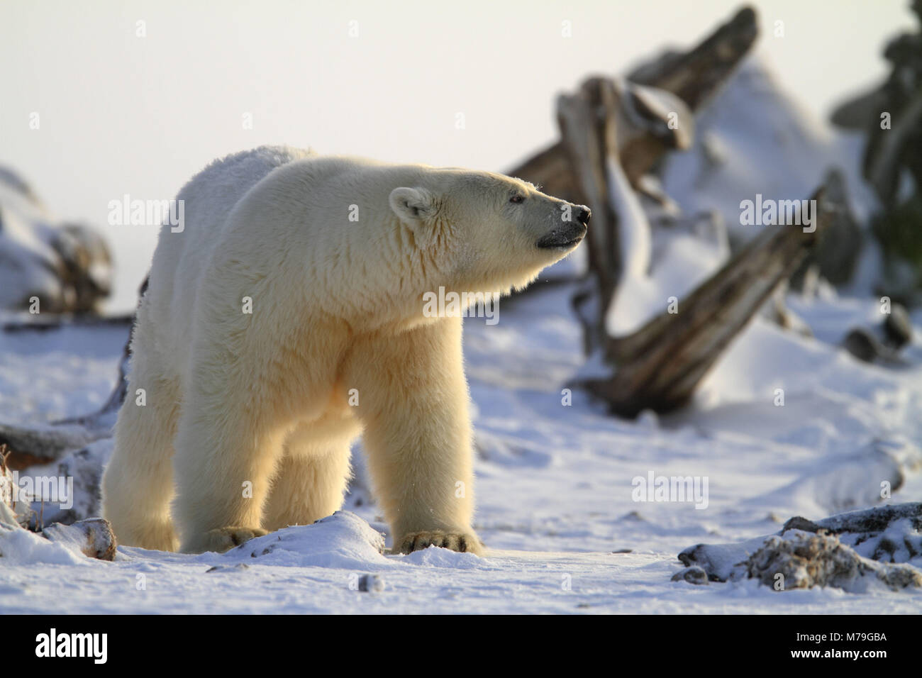 North America, the USA, Alaska, North Alaska, Arctic Nationwide Wildlife Refuge, Kaktovik, polar bear, Ursus maritimus, Stock Photo