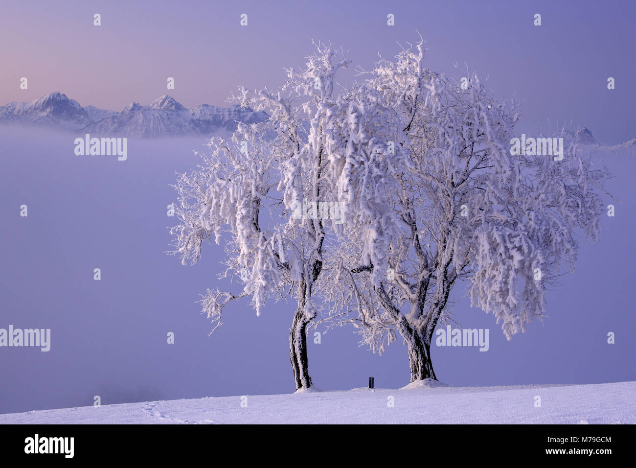 Germany, Bavaria, Allgäu, east Allgäu, Königswinkel, Auerberg, winter scenery, Tannheimer alps, Stock Photo