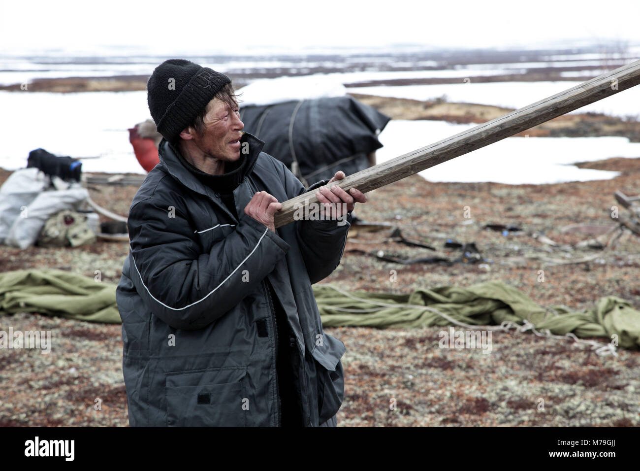 Northern Europe, Russia, Nanya Mar, Nenets, reindeer shepherds, tent construction, Stock Photo