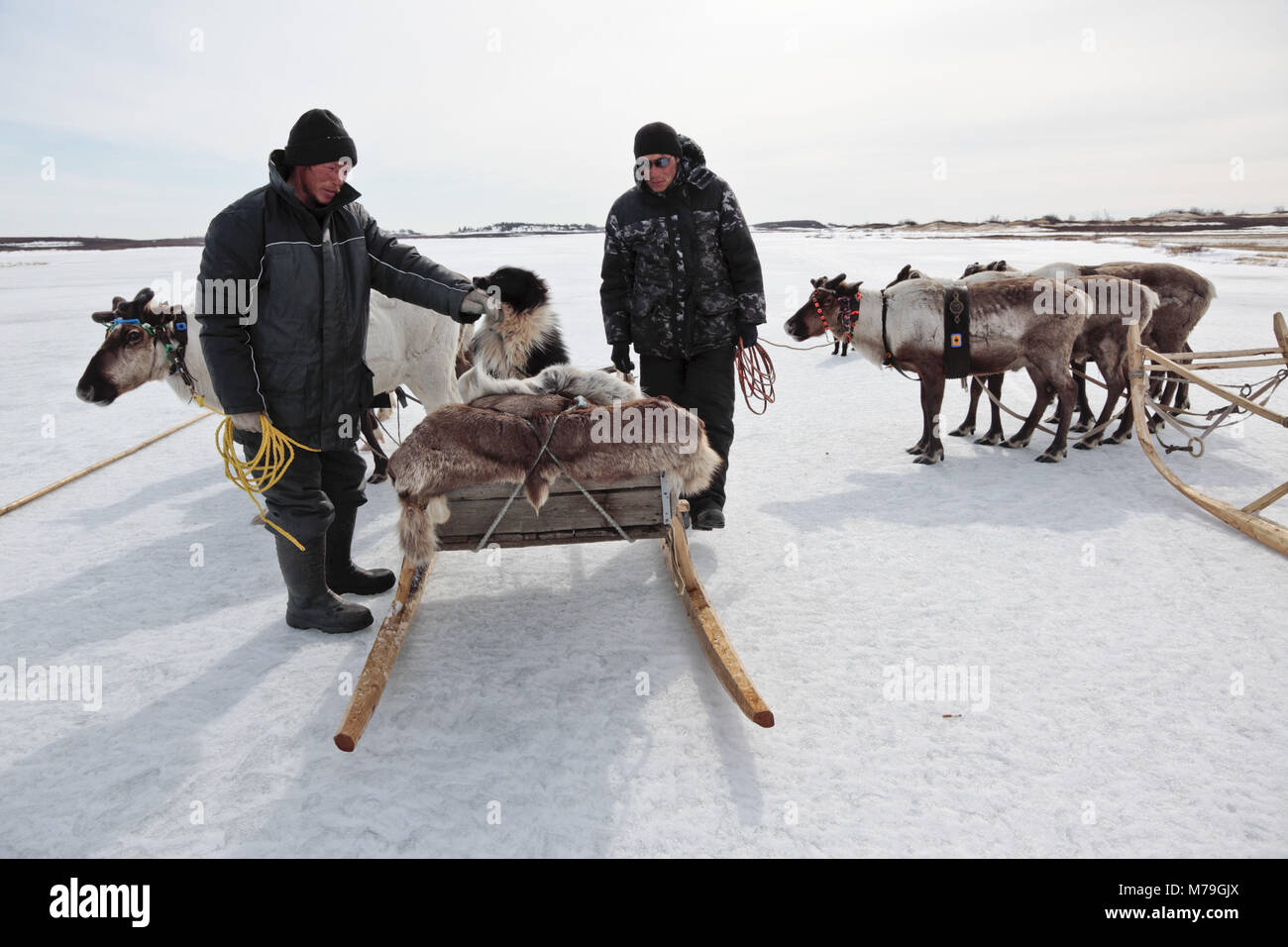 Northern Europe, Russia, Nanyar Mar, Nenets, reindeer shepherds, reindeer slide, Stock Photo
