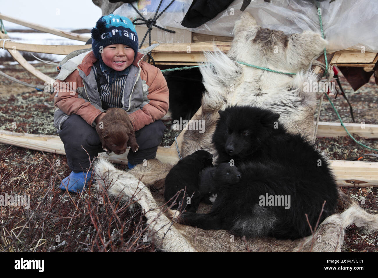 Northern Europe, Russia, Nanyar Mar, Nenets, reindeer shepherds, boy, child, shepherd's dogs, Stock Photo